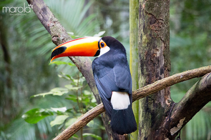 Foz Do Iguaçu - Roteiro De Viagem - Marola Com Carambola