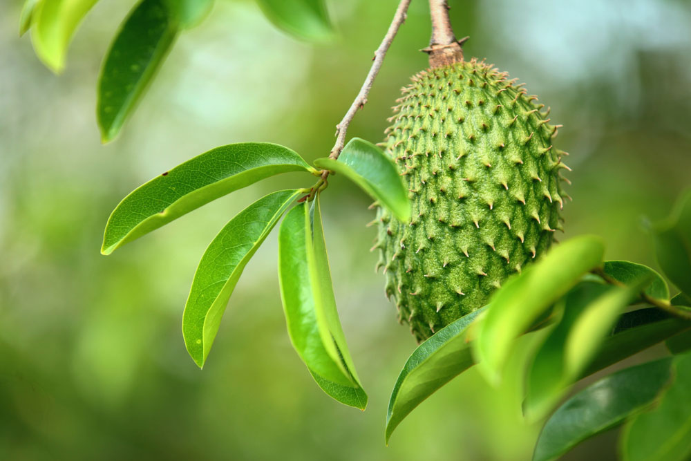As 10 frutas mais populares do Nordeste do Brasil: Sabores tropicais que você deve experimentar